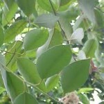 eucalyptus weakens the flu virus