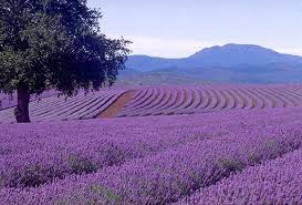 buy lavender oil