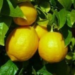 lemon essential oil for headache