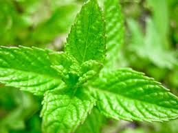 buy peppermint oil