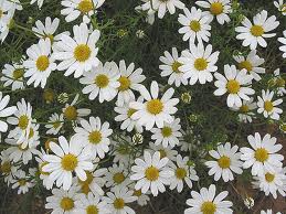 chamomile